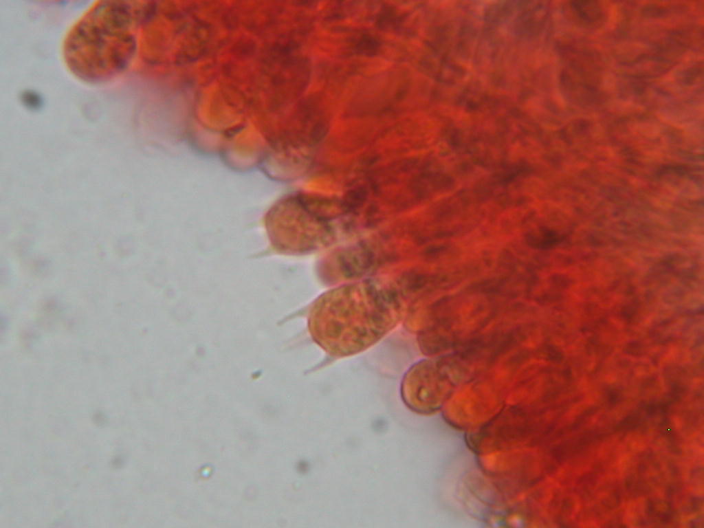 Da determinare...!!! (Radulomyces molaris)